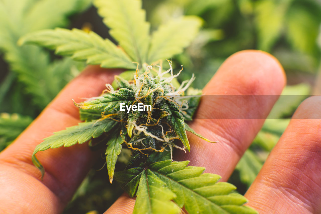 Close-up of hand holding medical cannabis