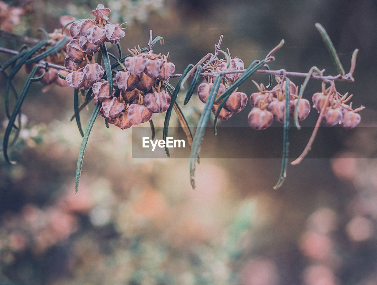 CLOSE-UP OF PINK FLOWERS ON BRANCH