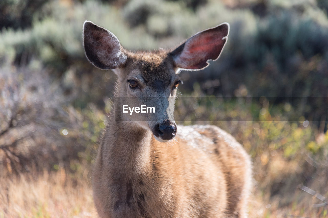 PORTRAIT OF DEER ON FIELD