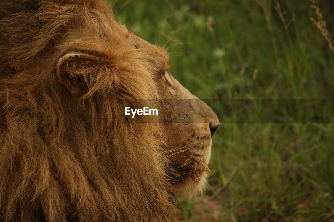 Close-up of lion in forest