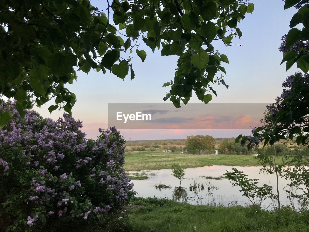 SCENIC VIEW OF LAKE AMIDST TREES AGAINST SKY