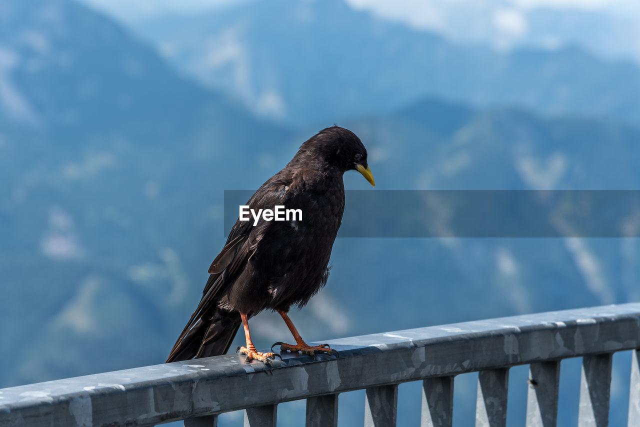 VIEW OF BIRD PERCHING ON RAILING AGAINST SKY