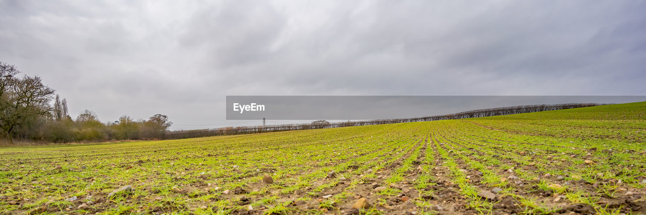 Scenic view of agricultural field against sky