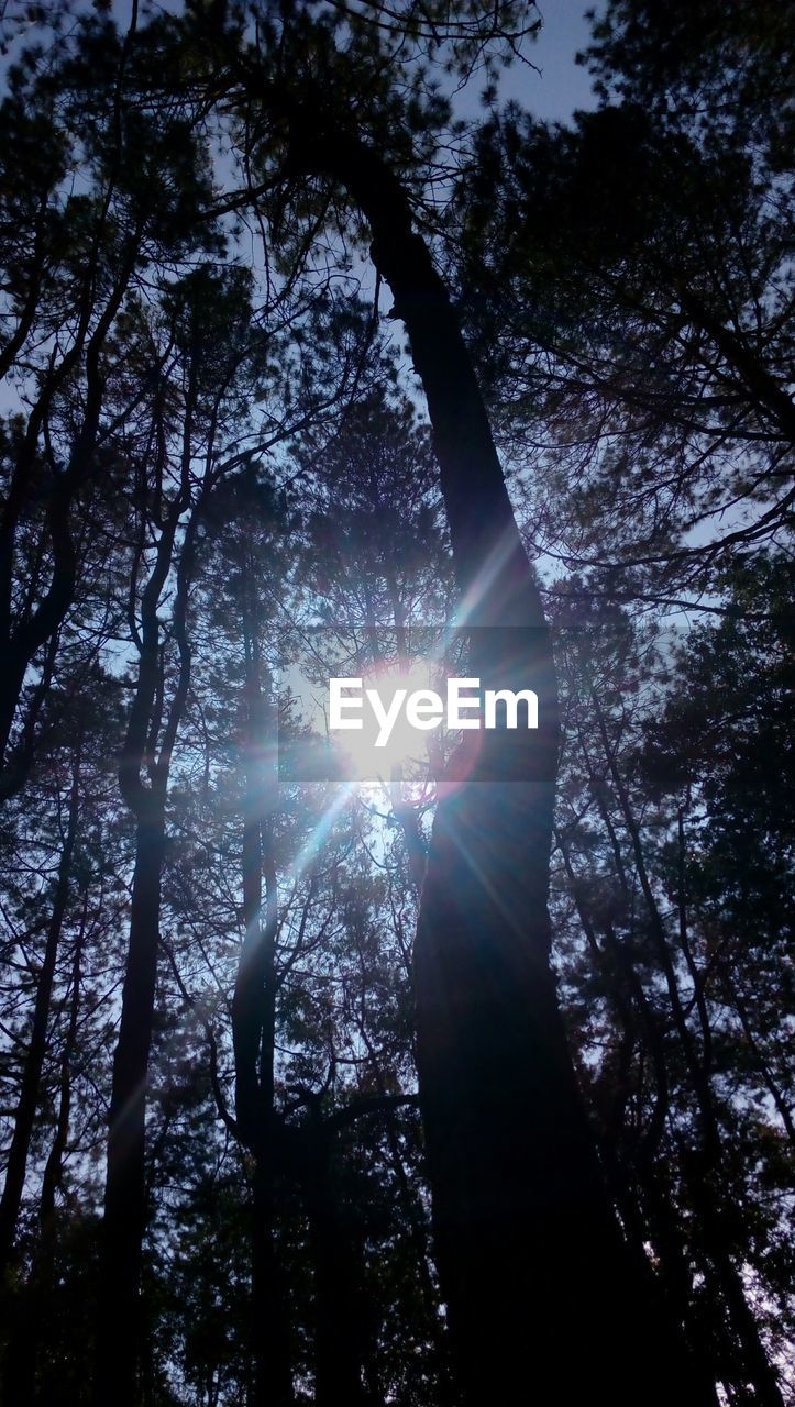 SUN SHINING THROUGH TREES