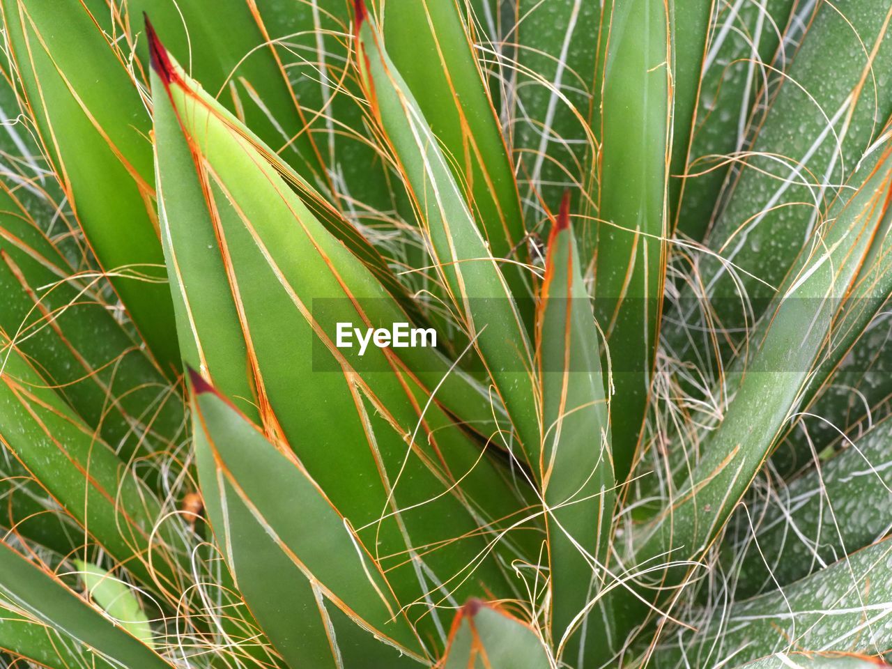 Close-up of grass on field