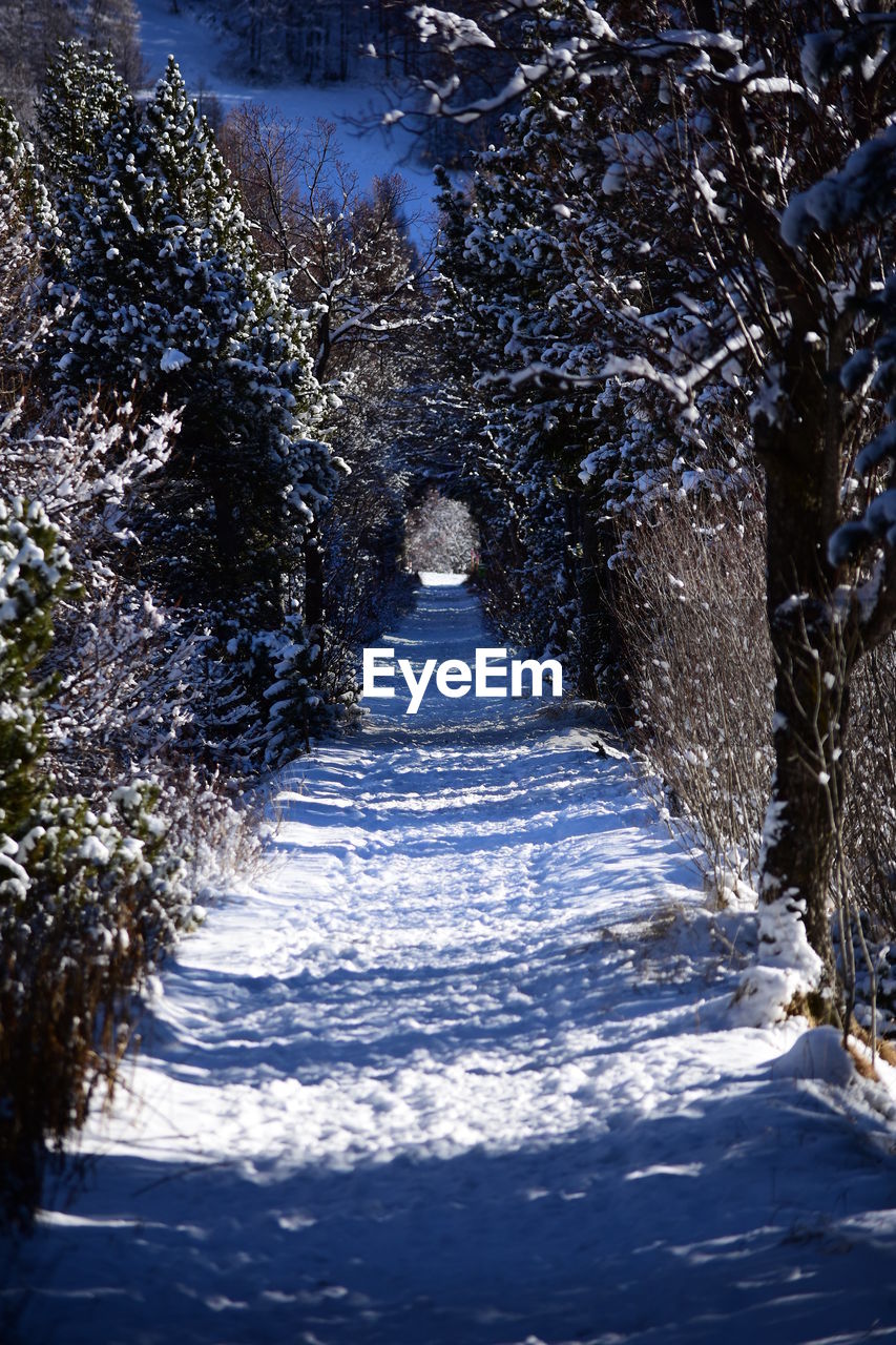 Snow covered road amidst tree during winter