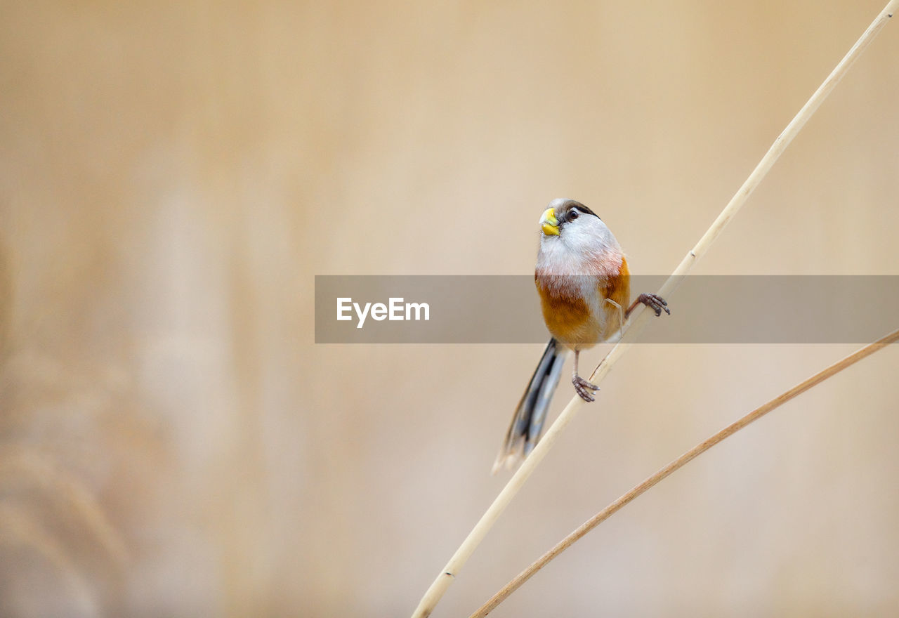 Bird perching on stem