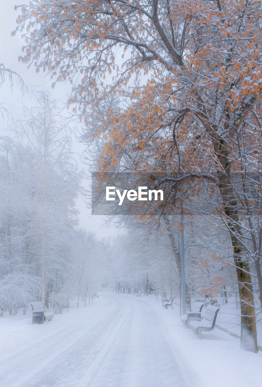 Snow covered road amidst trees during winter
