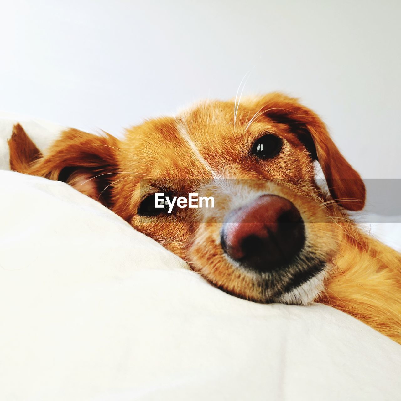 Portrait of dog relaxing on bed