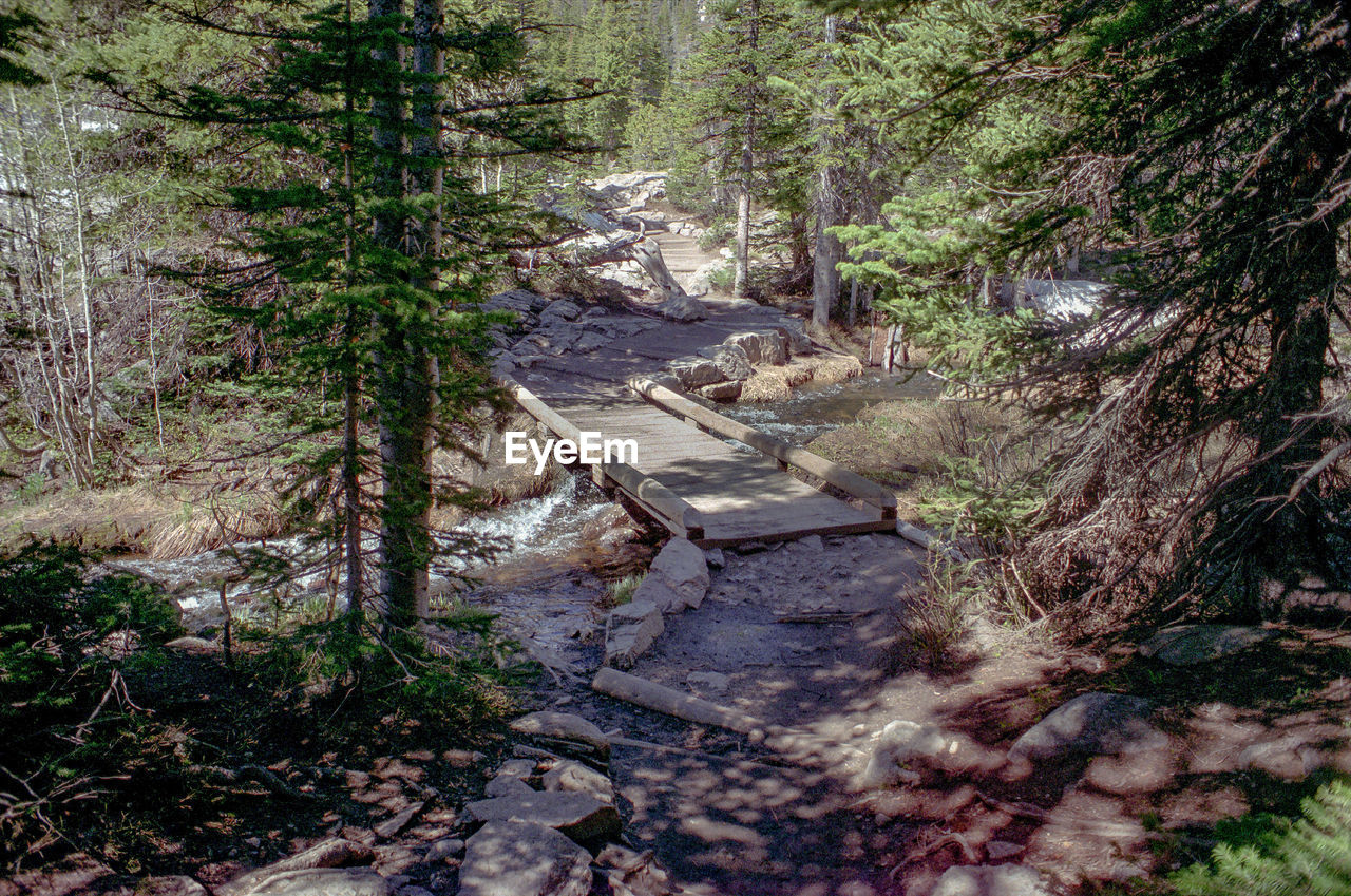 High angle view of stream amidst trees in forest