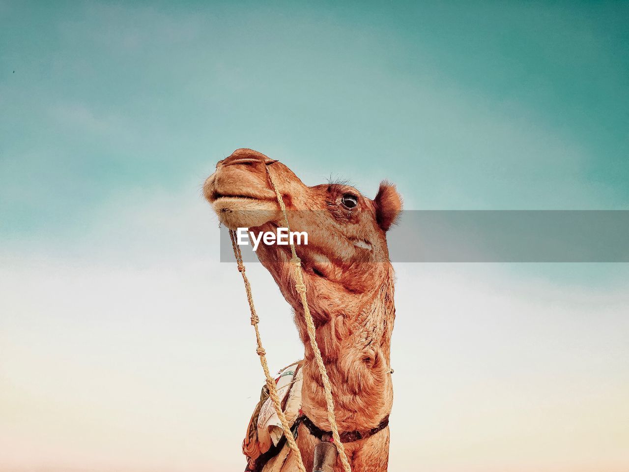 Low angle view of camel against sky