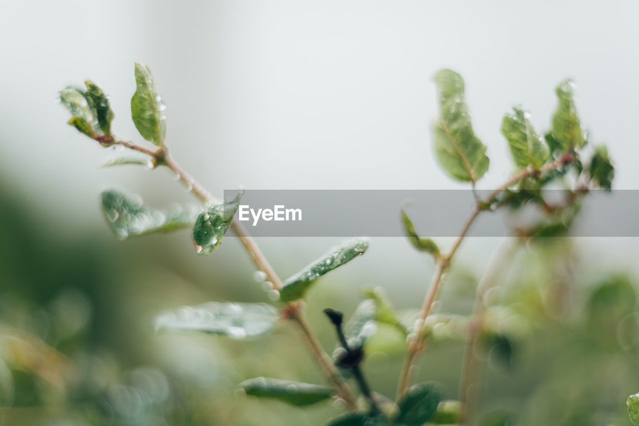 CLOSE-UP OF GREEN PLANT