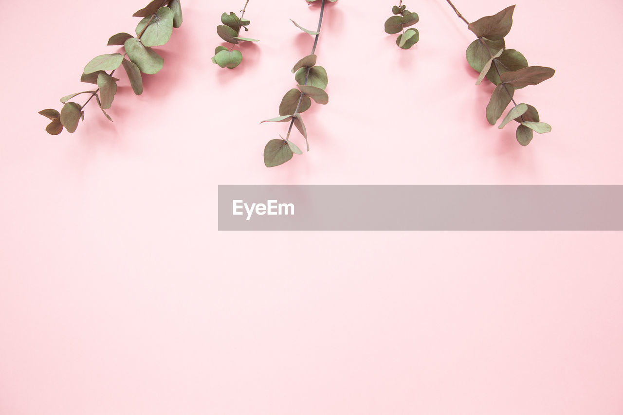 Eucalyptus branches on millennial pink background with copy space. eucalyptus on upper edge. 
