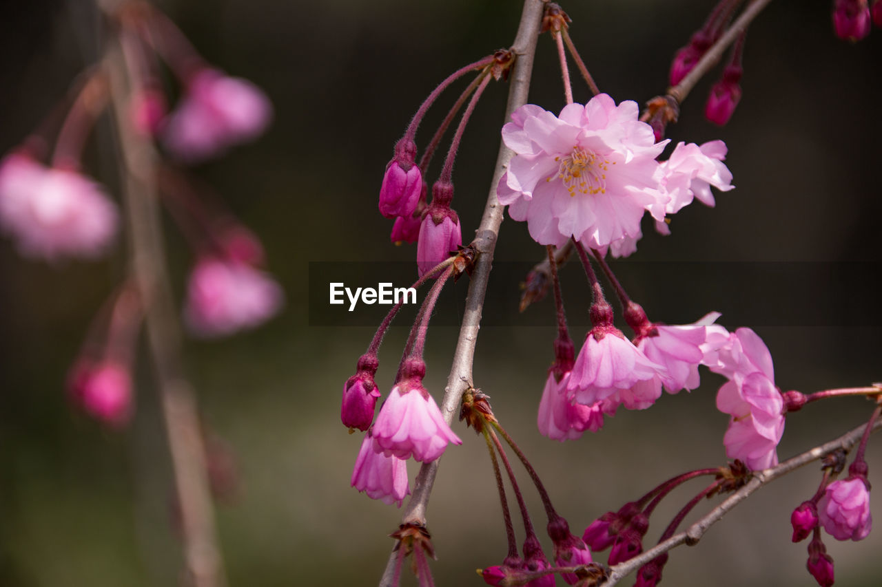 Pink cherry blossom at philosopher's path