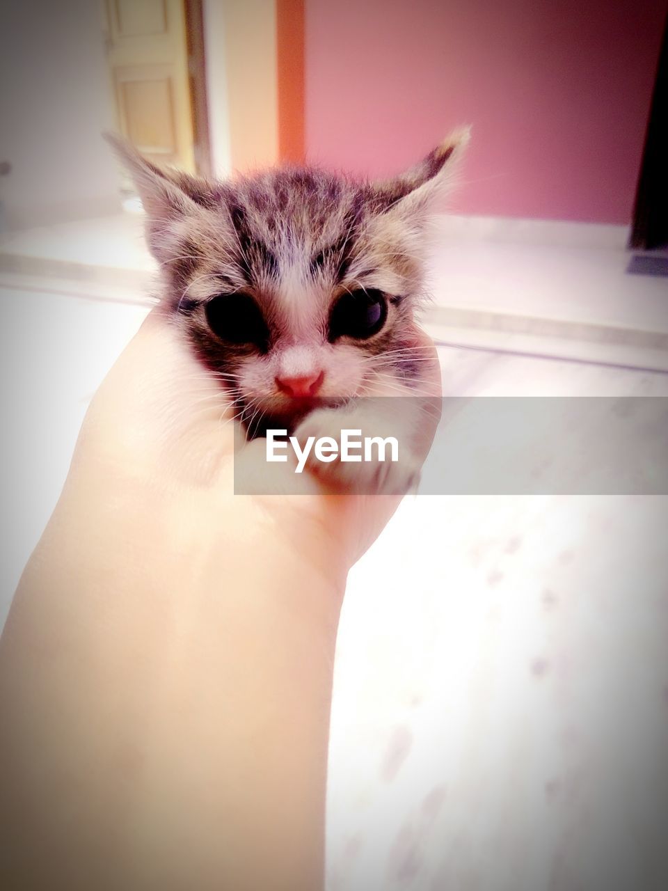 CLOSE-UP OF KITTEN HAND ON WHITE AT HOME