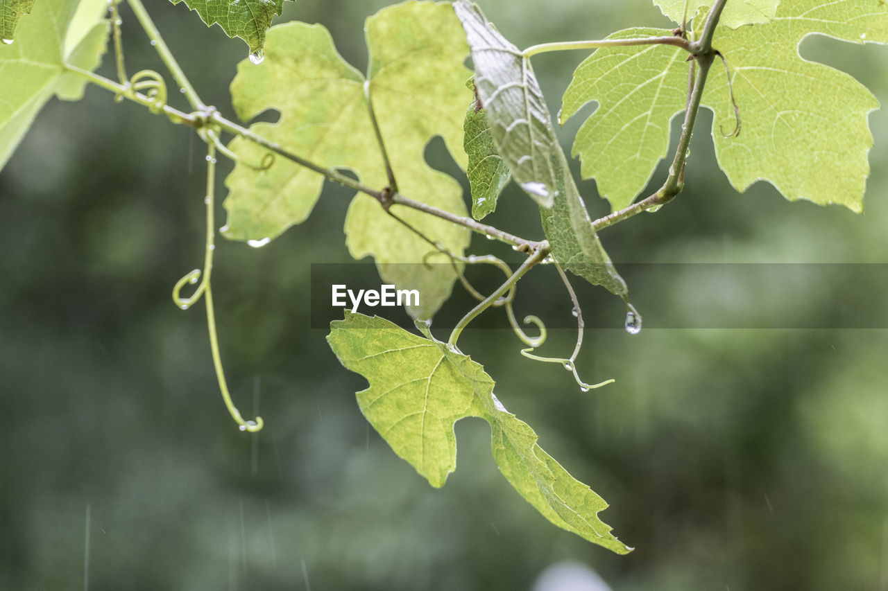 Close-up of fresh green wine leaves