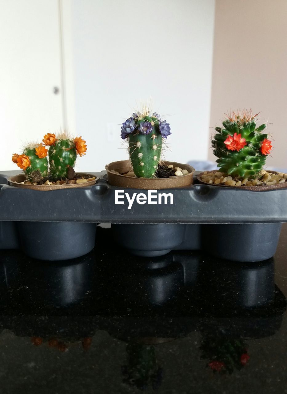 Potted cactus plants at home