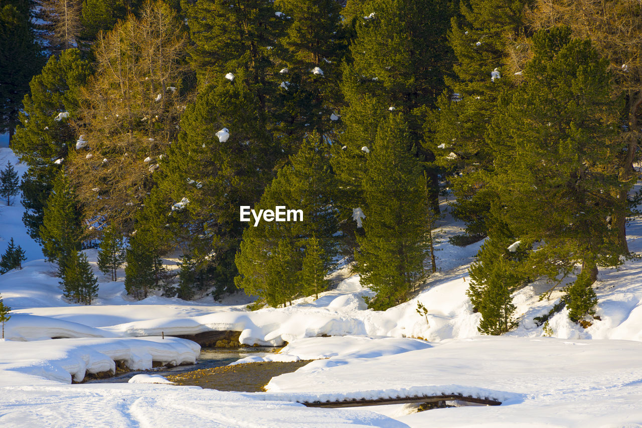 Pine trees on snow covered field in forest