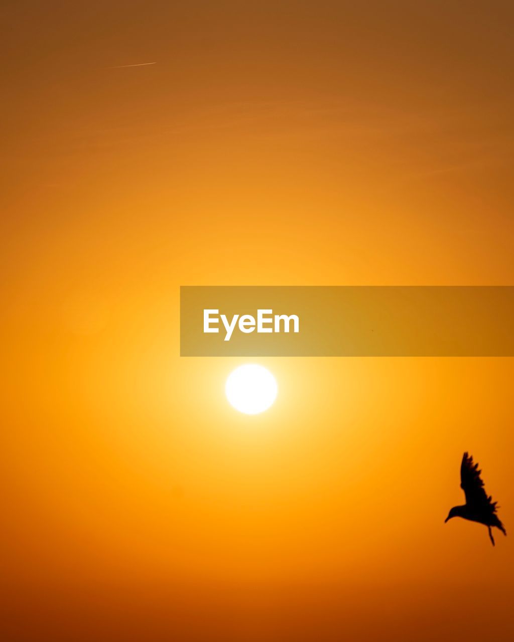 Silhouette bird flying against orange sky