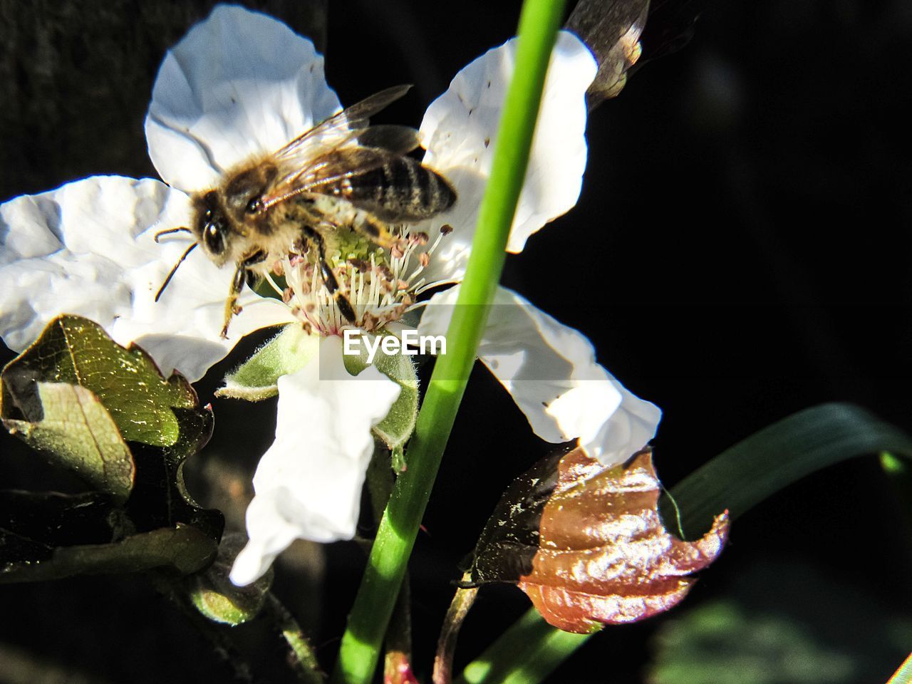CLOSE-UP OF BUTTERFLY POLLINATING ON WHITE FLOWER