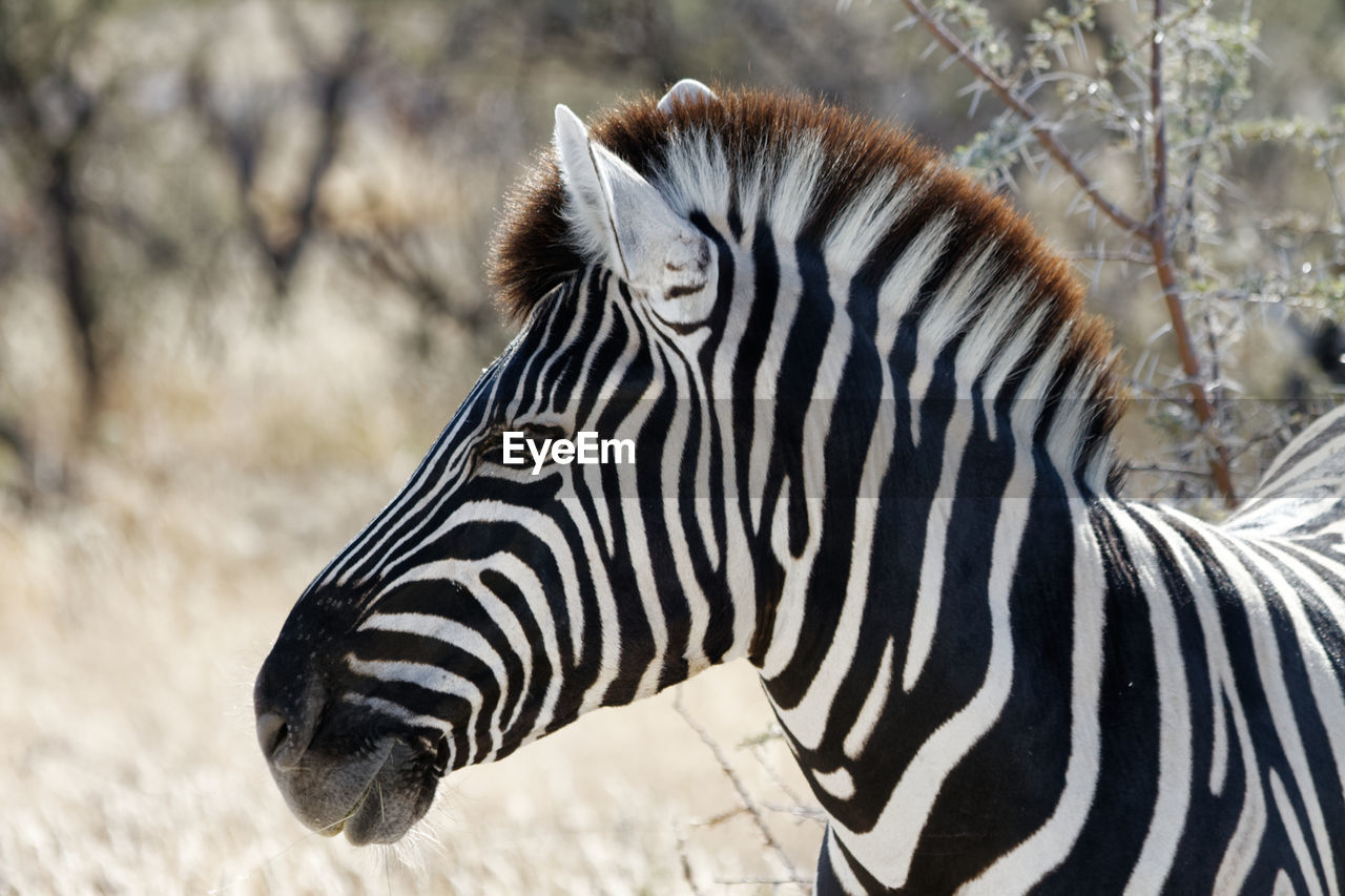 Close-up of zebra's head