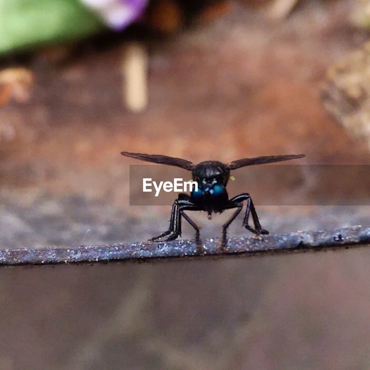 CLOSE-UP VIEW OF INSECT