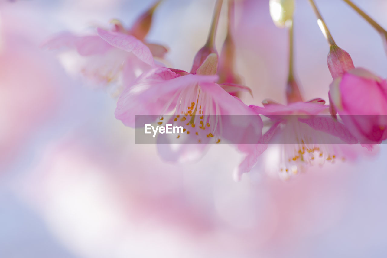 CLOSE-UP OF PINK CHERRY BLOSSOM PLANT