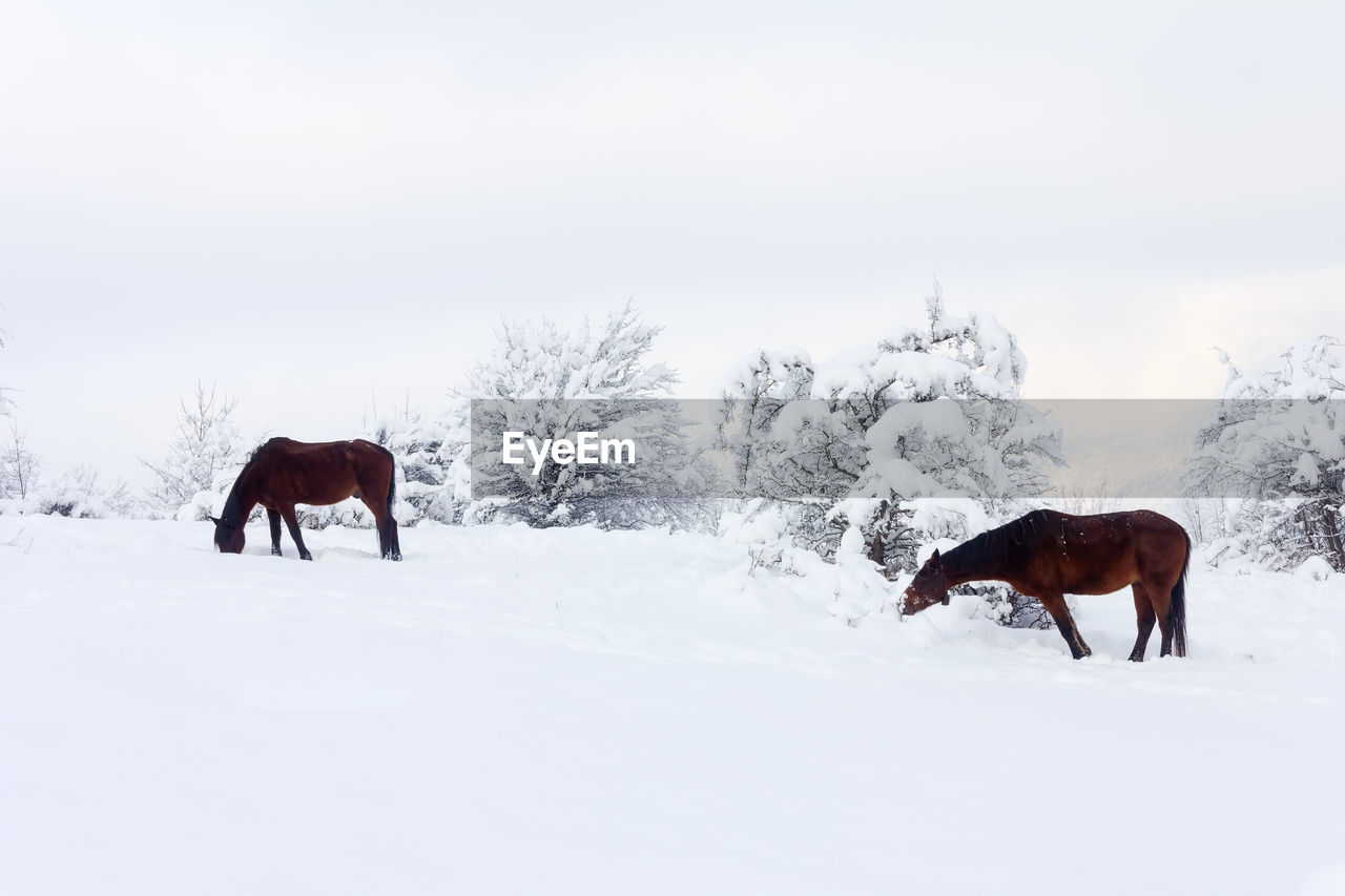 HORSES IN A SNOW