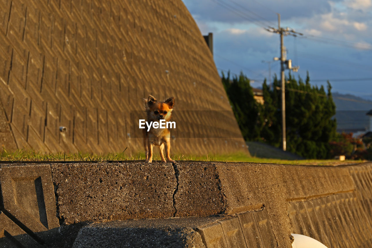 DOG STANDING IN A WALL