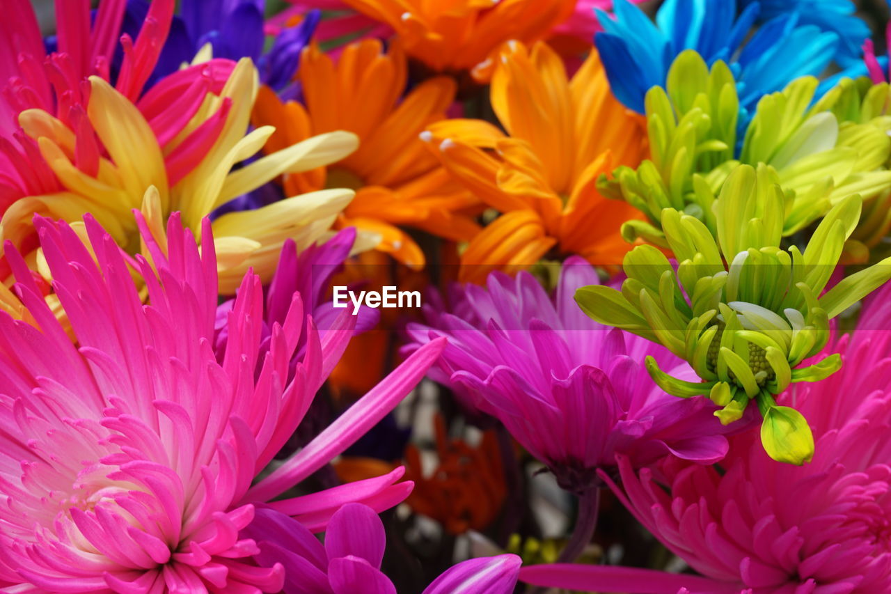 CLOSE-UP OF PURPLE FLOWERS