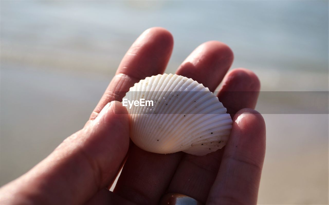 CLOSE-UP OF HAND HOLDING SHELL