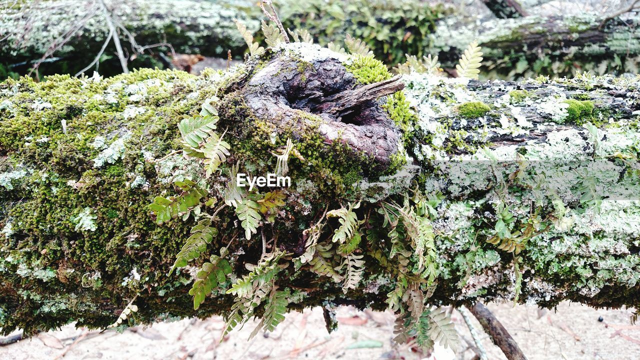 CLOSE-UP VIEW OF TREES