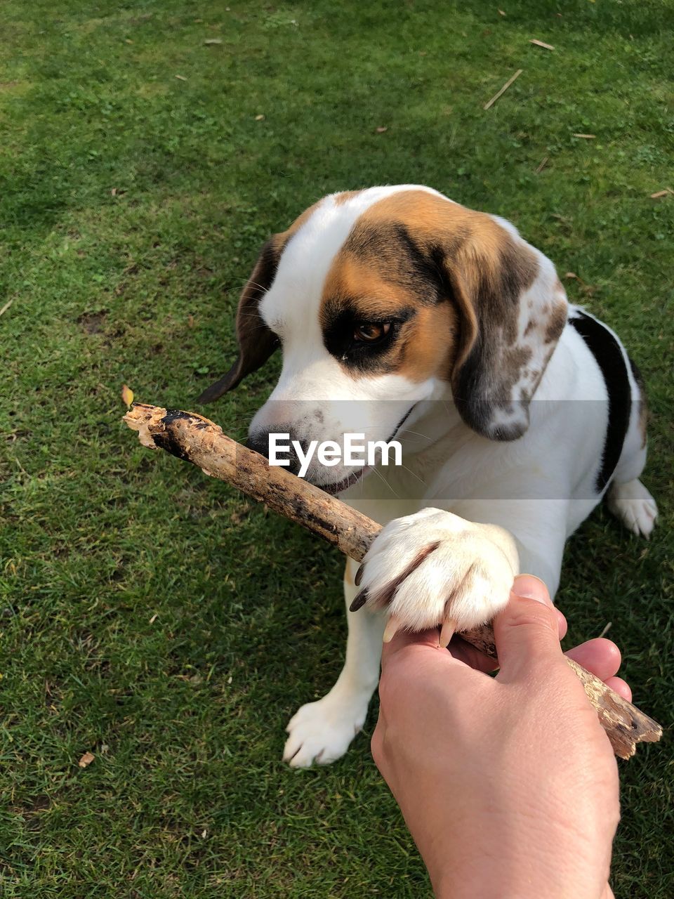 Beagle playing with stick