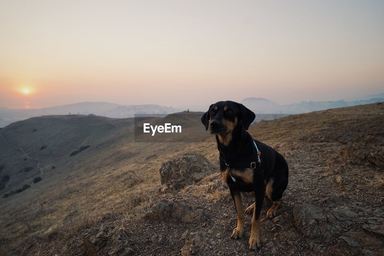 Dog sitting on landscape against sky during sunset