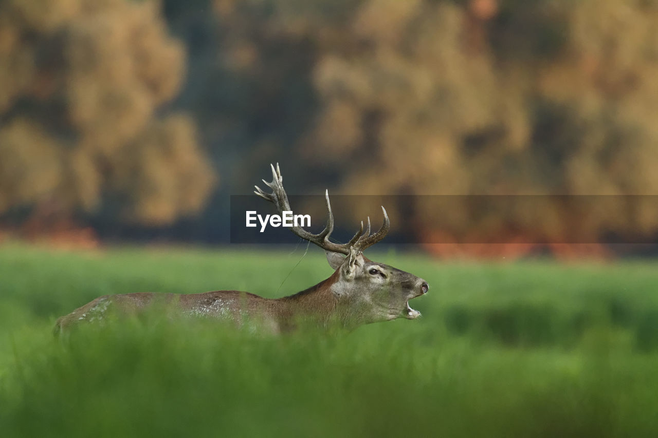 VIEW OF DEER ON PLANT