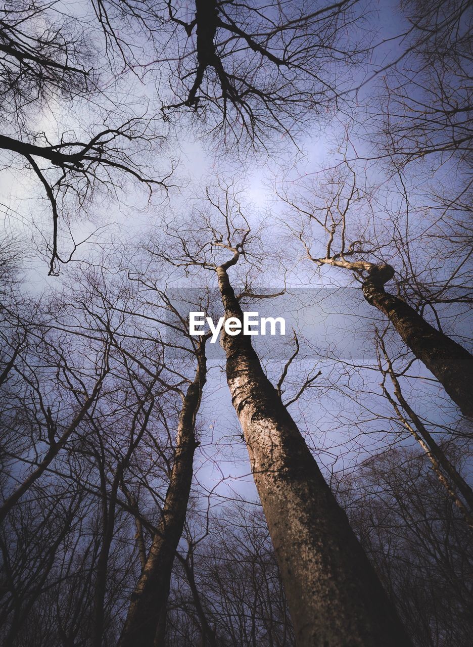 LOW ANGLE VIEW OF BARE TREES AGAINST SKY