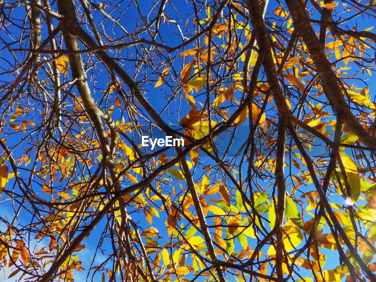 LOW ANGLE VIEW OF TREE AGAINST CLEAR SKY