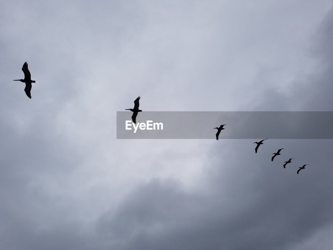 Low angle view of birds flying in sky