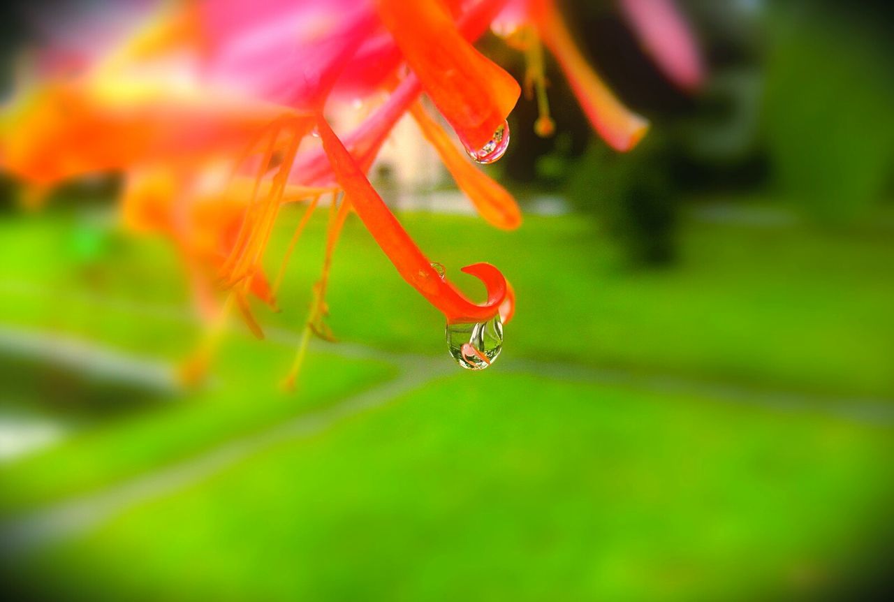 Macro shot of fresh orange flower petal with rain drop in park