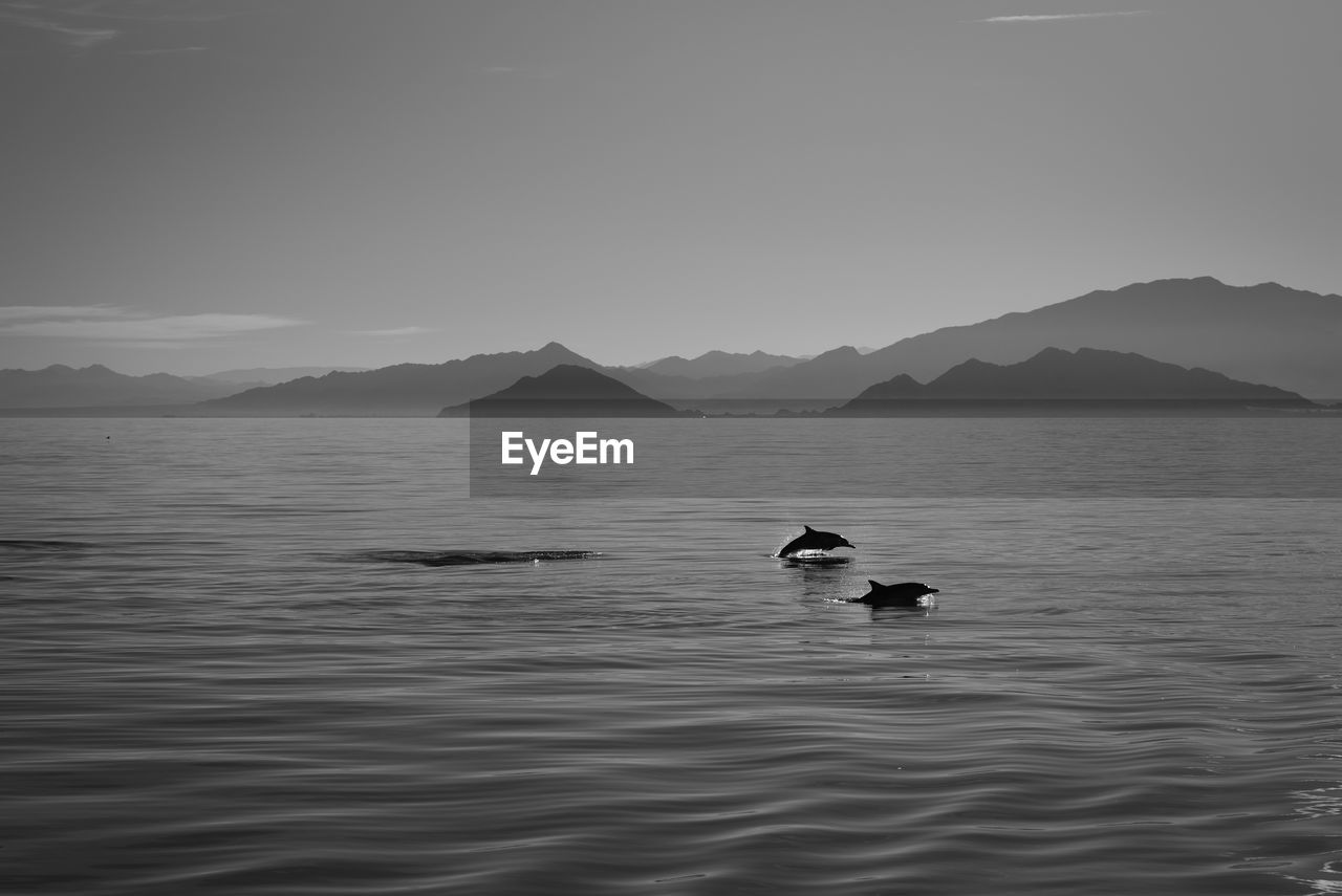 Whales swimming in lake against sky