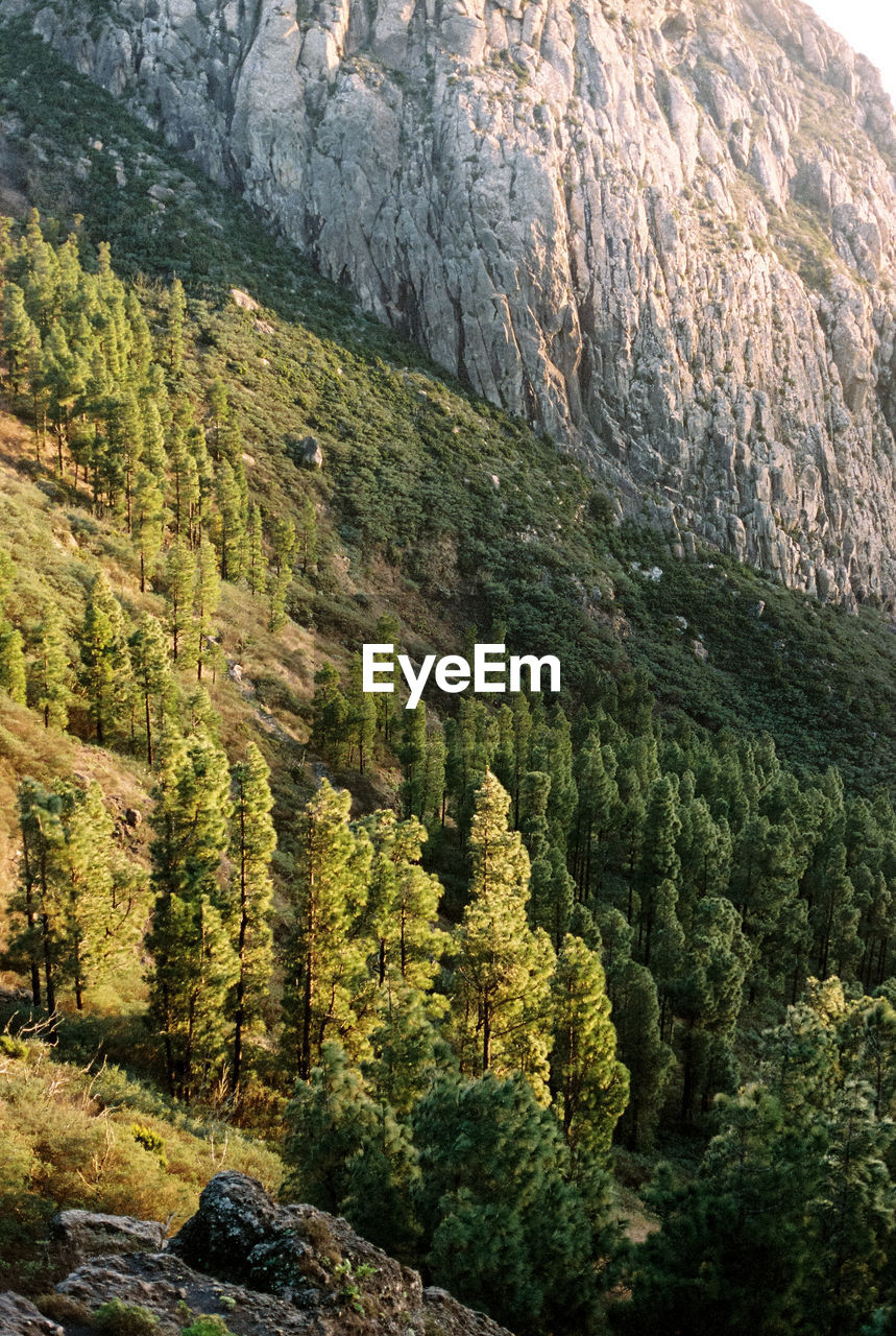 Mountain with pine trees forest in film photography