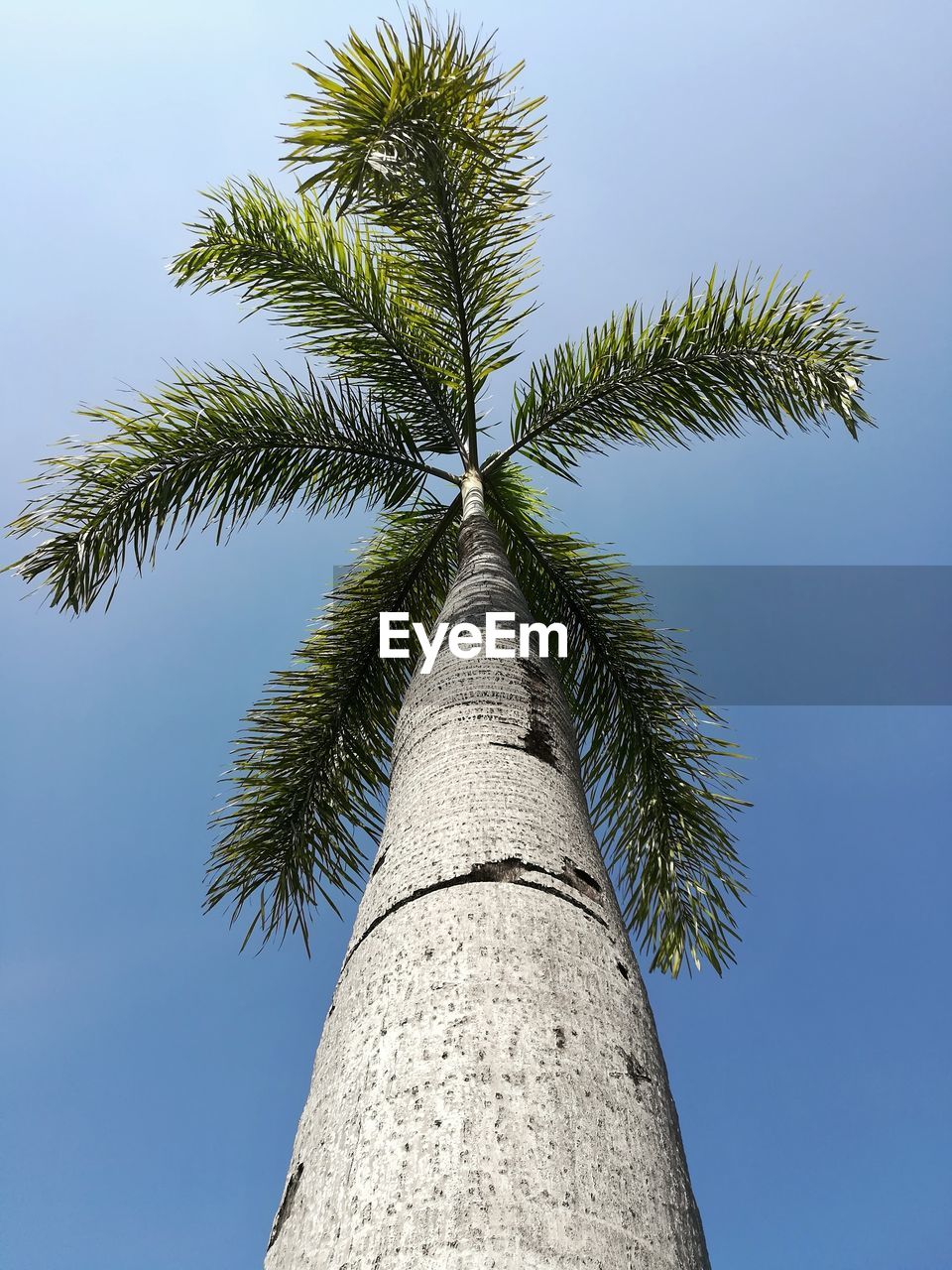 CLOSE-UP OF PALM TREE AGAINST SKY