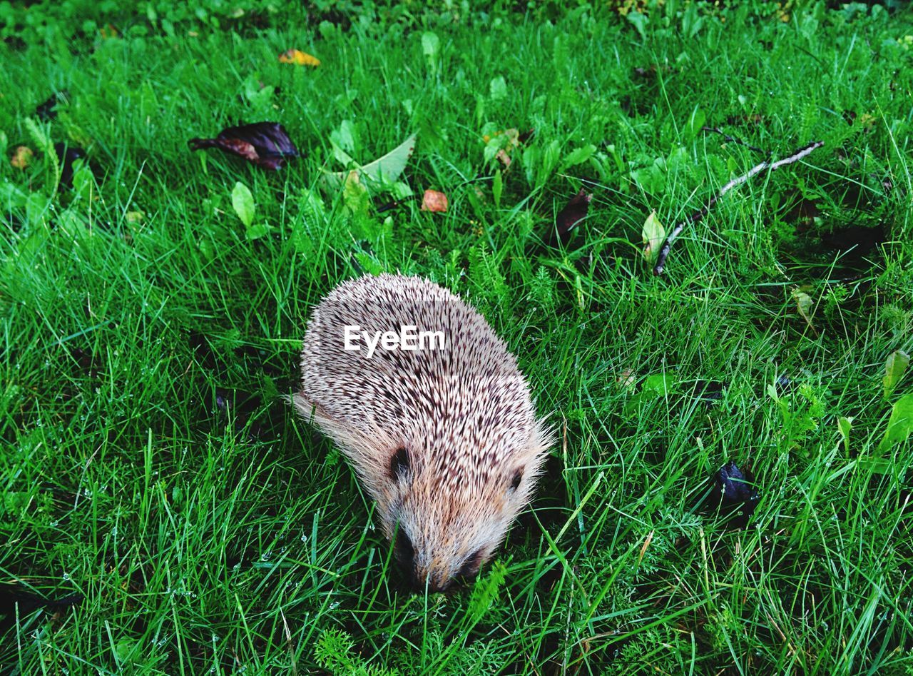 Hedgehog on grassy field