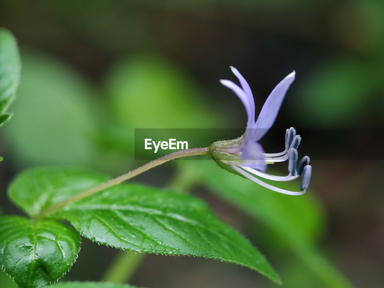 CLOSE-UP OF PURPLE FLOWER ON PLANT