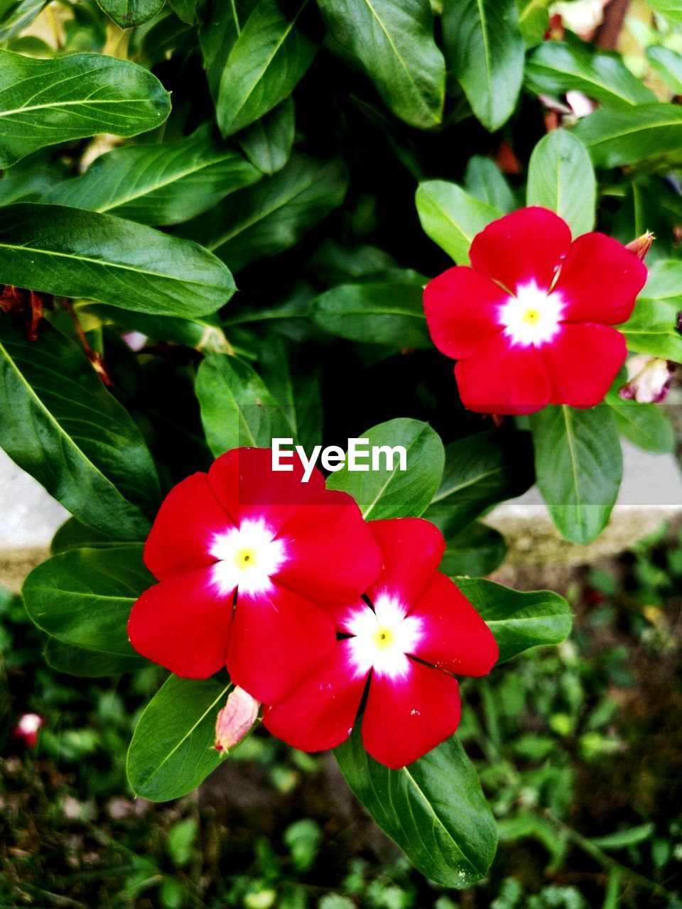 CLOSE-UP OF RED FLOWERS