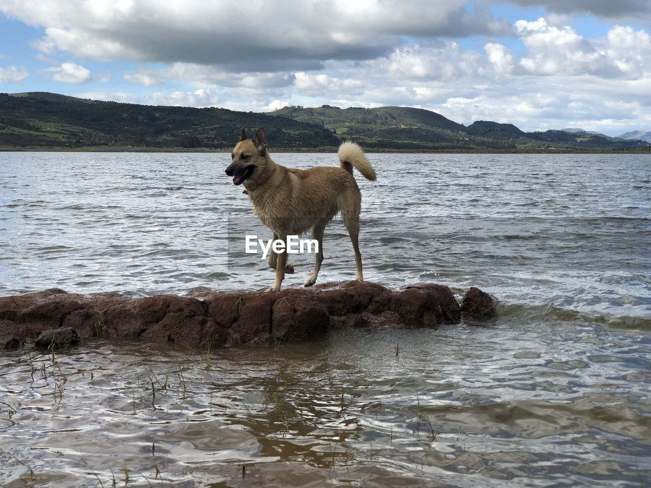 DOG STANDING IN SEA