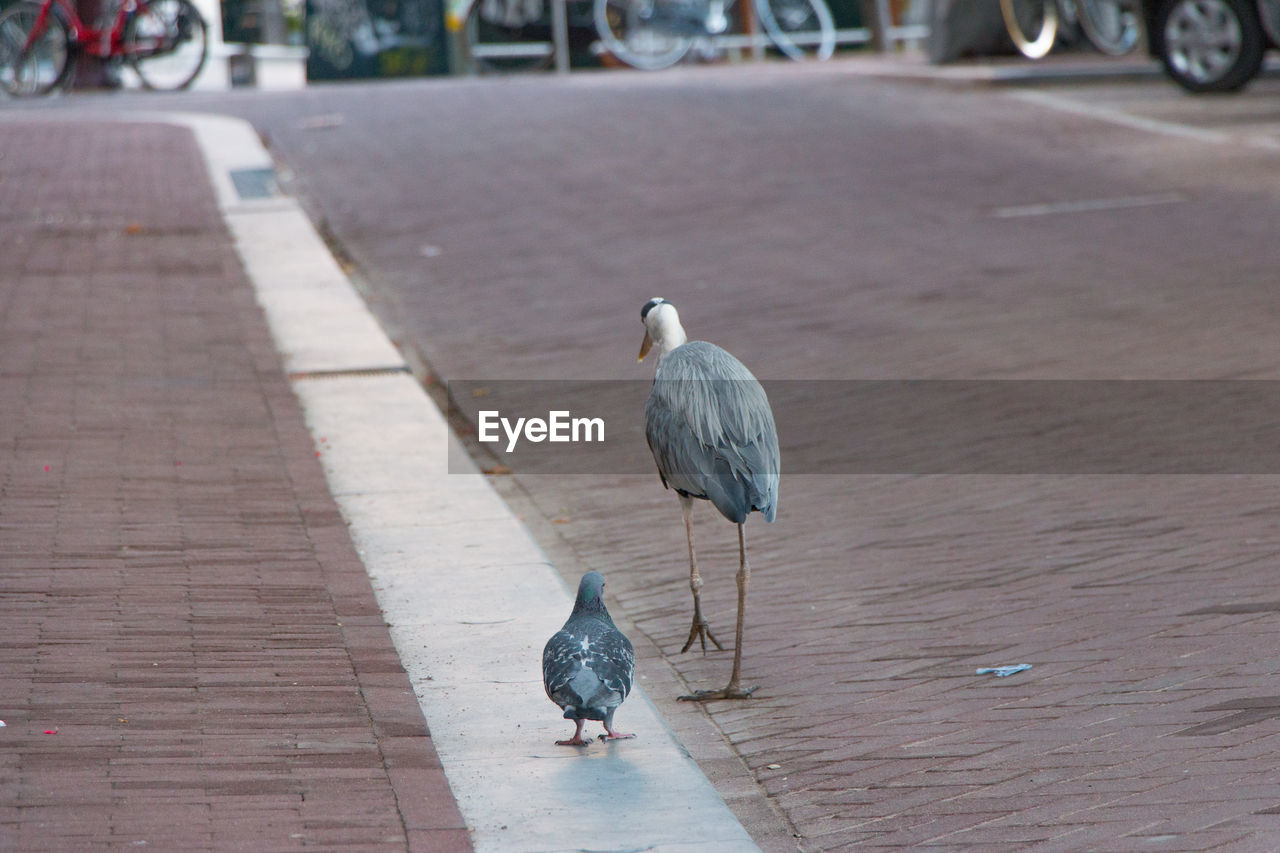 Rear view of pigeon with gray heron walking on footpath