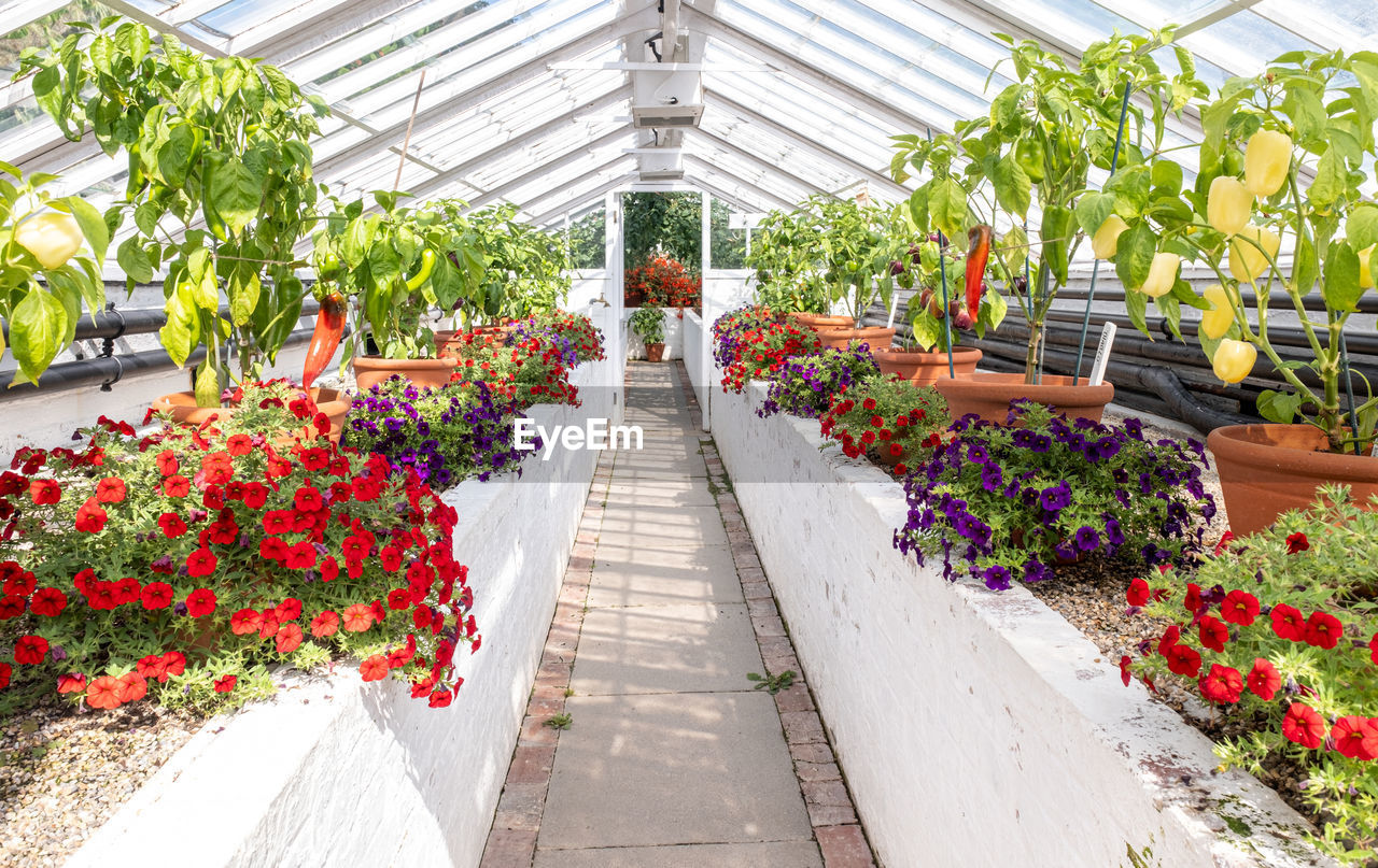 Flowers in full bloon in the victorian greenhouses at west dean gardens in west sussex.