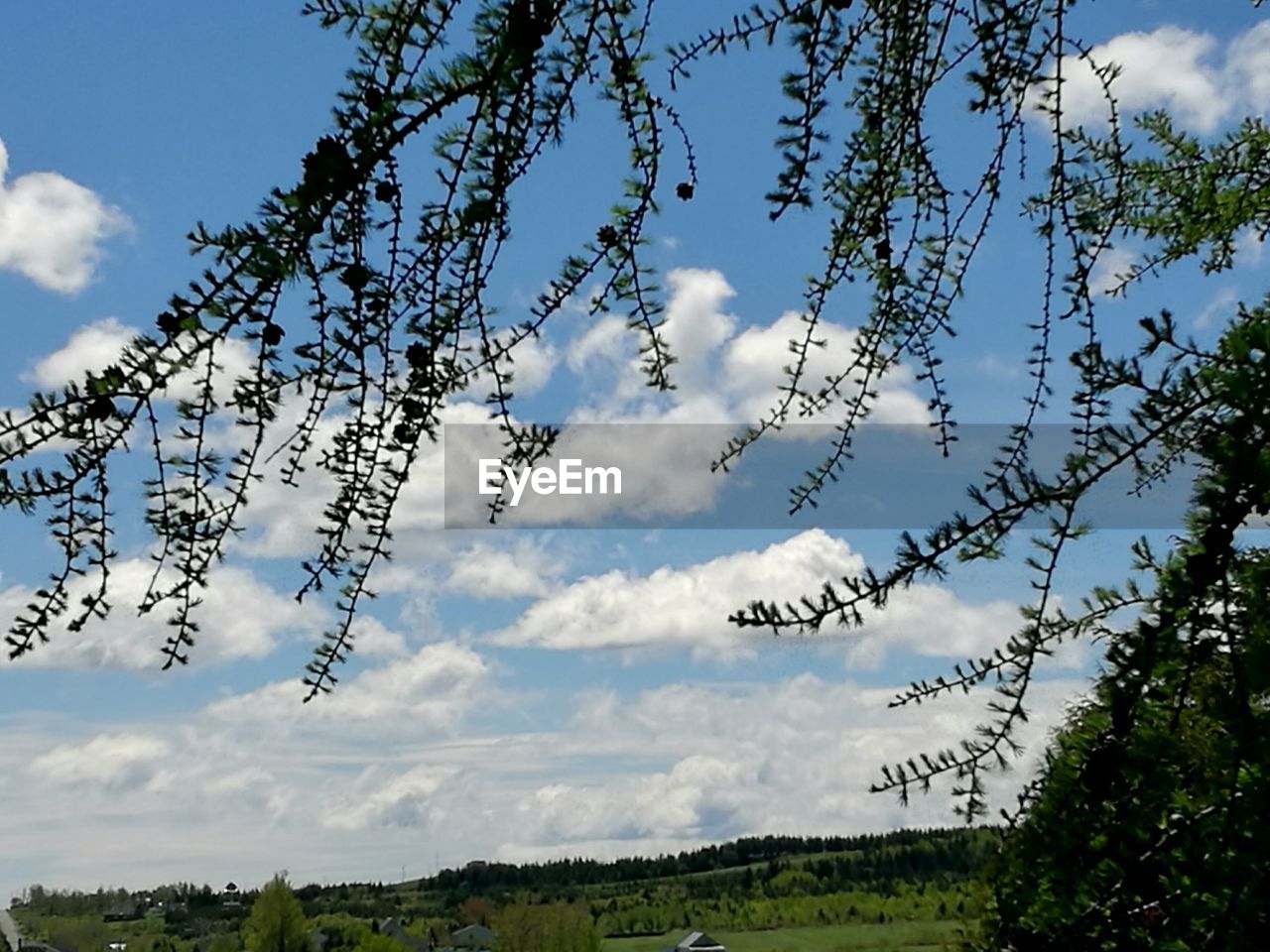 TREES ON FIELD AGAINST CLOUDY SKY