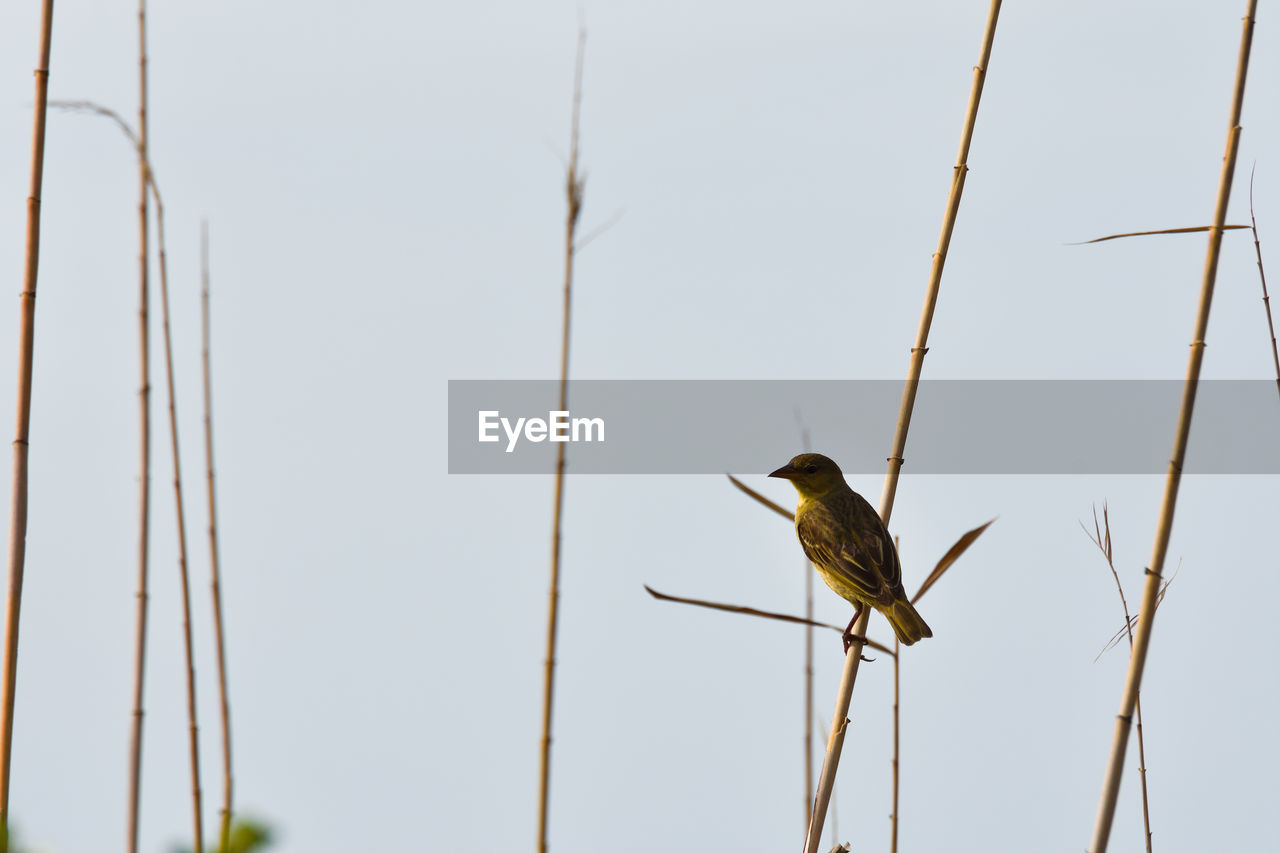 LOW ANGLE VIEW OF BIRD PERCHING ON A PLANT